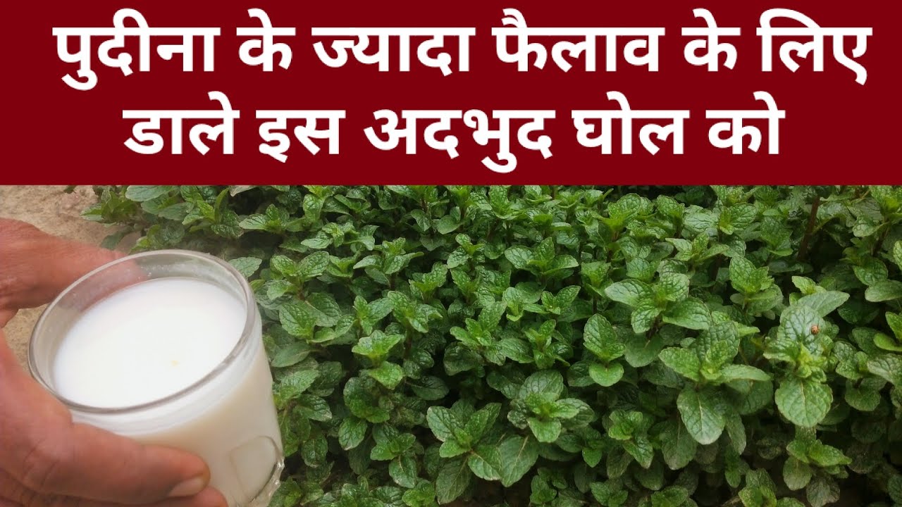 पुदीने की ग्रोथ के लिए बेस्ट फर्टिलाइजर। best fertilizer for mint। top secret growth of mint।#mint