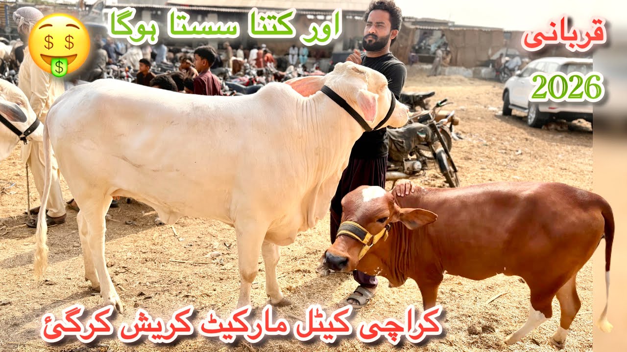 Karachi Cow Mandi Latest Rates Update 18 Mar 2026 || Sub Se Sasta MaL || Qurbani Season 2026