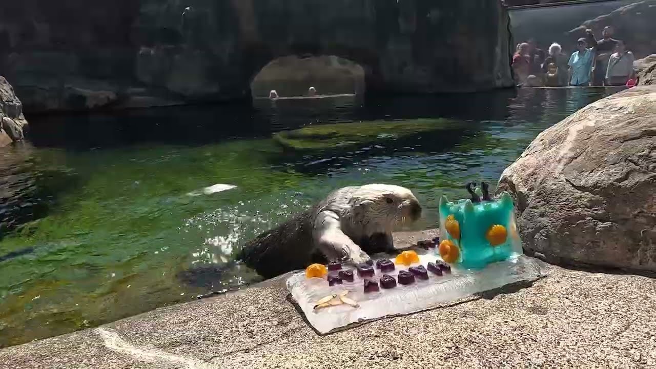 Happy Birthday to Schuster the Sea Otter!