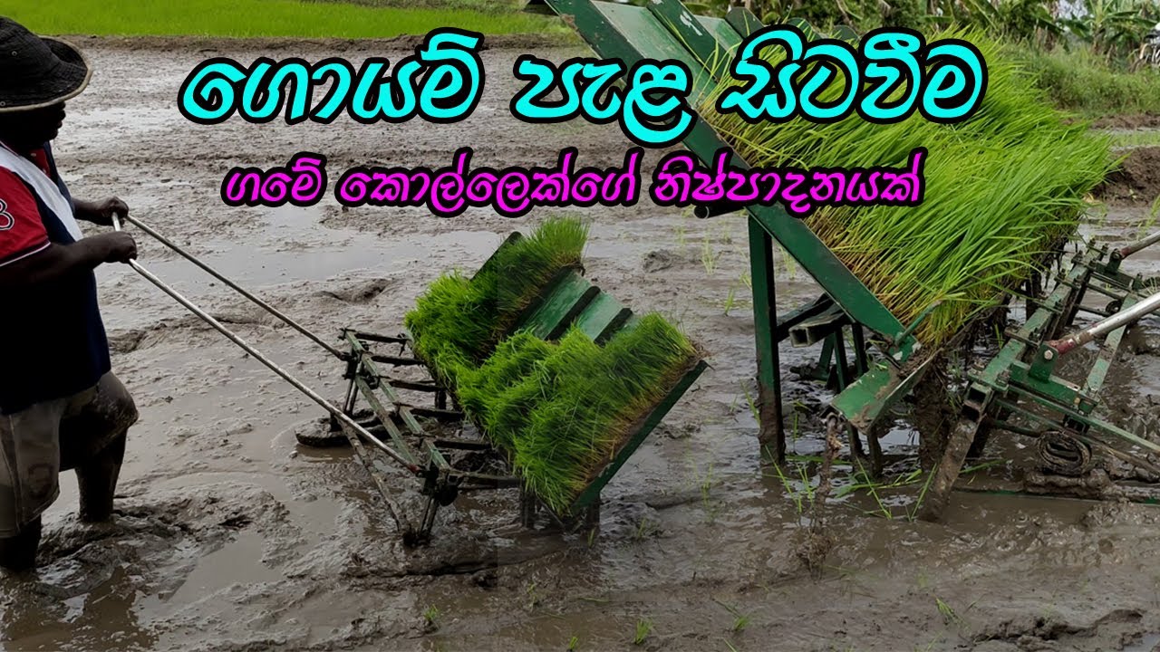 ඉන්දන අවශ්‍ය නැති ගොයම් පැළ සීටවීමේ යන්ත්‍රය / Transplanting Machine/goyam pala sitaweeme