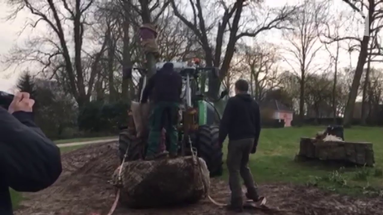 Neue Blutbuche vor dem Jeverschen Schloss