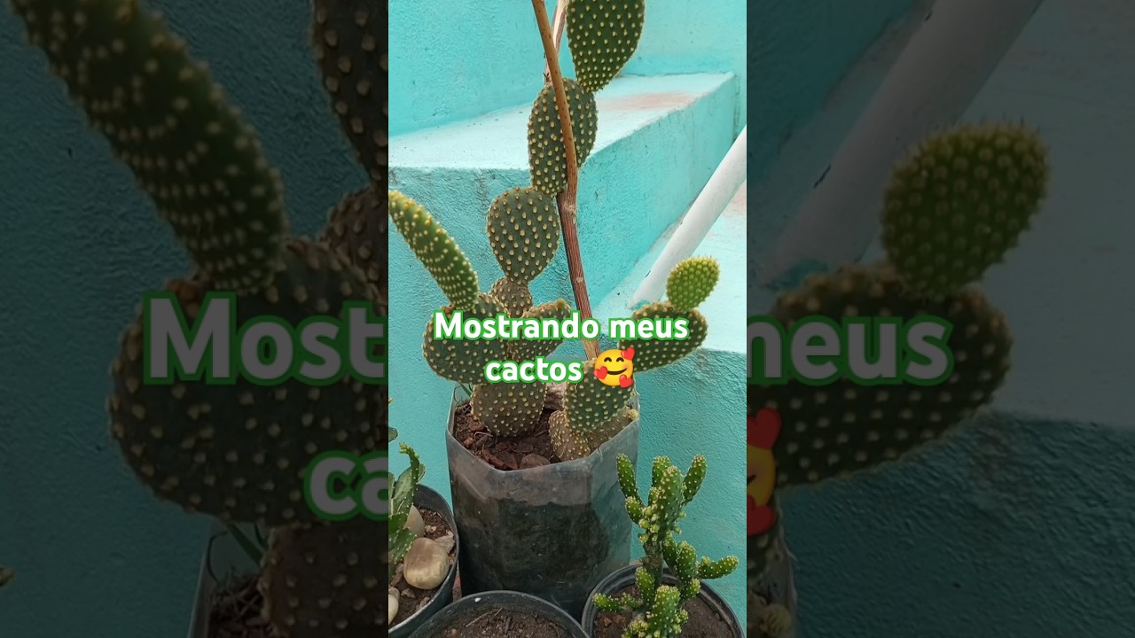 #cactoslindos🤗&hearts;️#shortsvideo