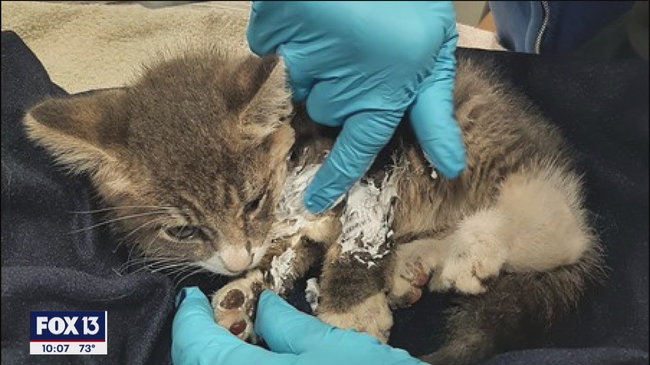 Kitten rescued from car engine