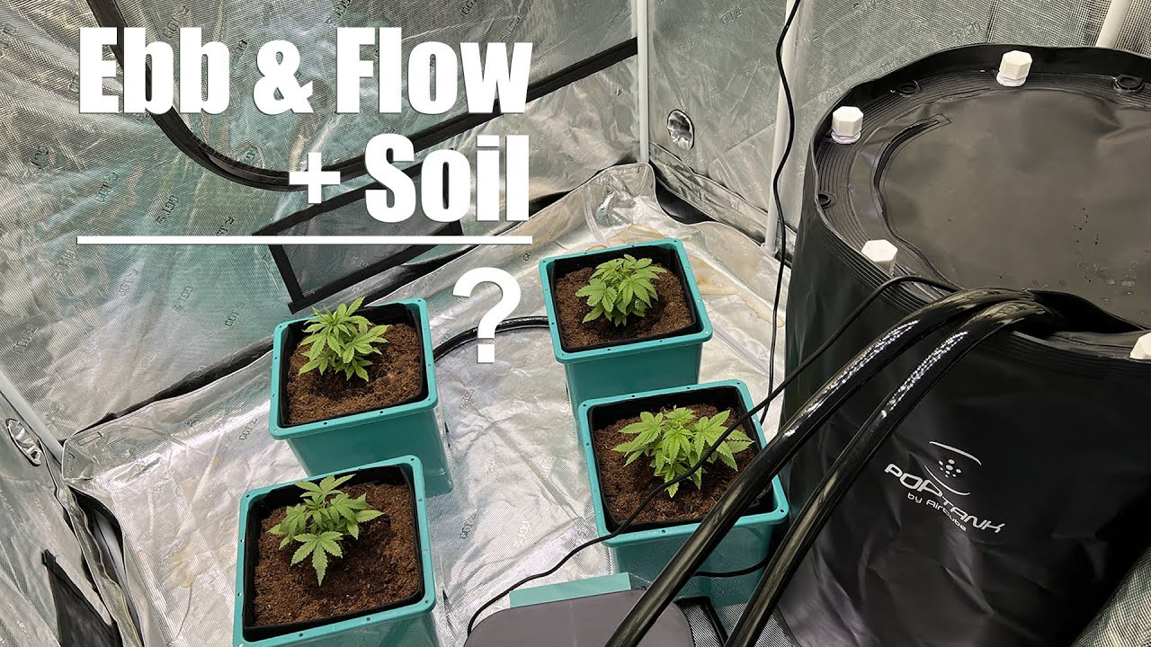 Test Grow with a Hybrid Hydropoinc Ebb & Flow System
