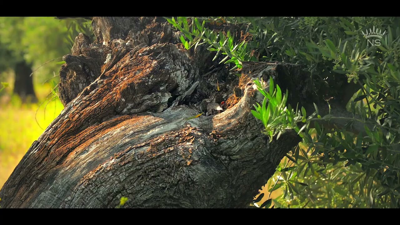 Nobleza del Sur Premium Extra Virgin Olive Oil