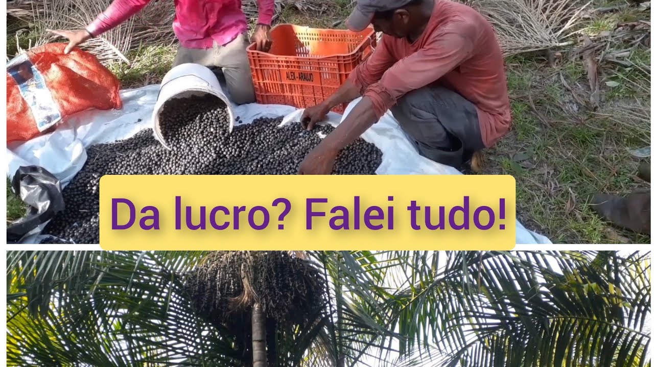COLHEITA DE AÇAI, quanto lucrei hoje ? será se dá lucro mesmo.? irei fala tudinho..