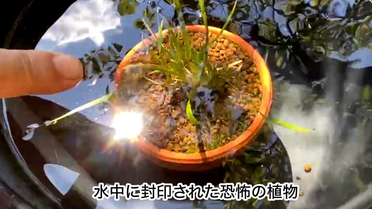 この植物が、たった一晩で家の中を地獄に変えた衝撃の理由【閲覧注意】
