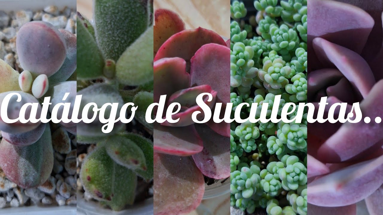 Catalogo de Suculenta$.. #plantas #jardin #flores #garden #live #love #hobby