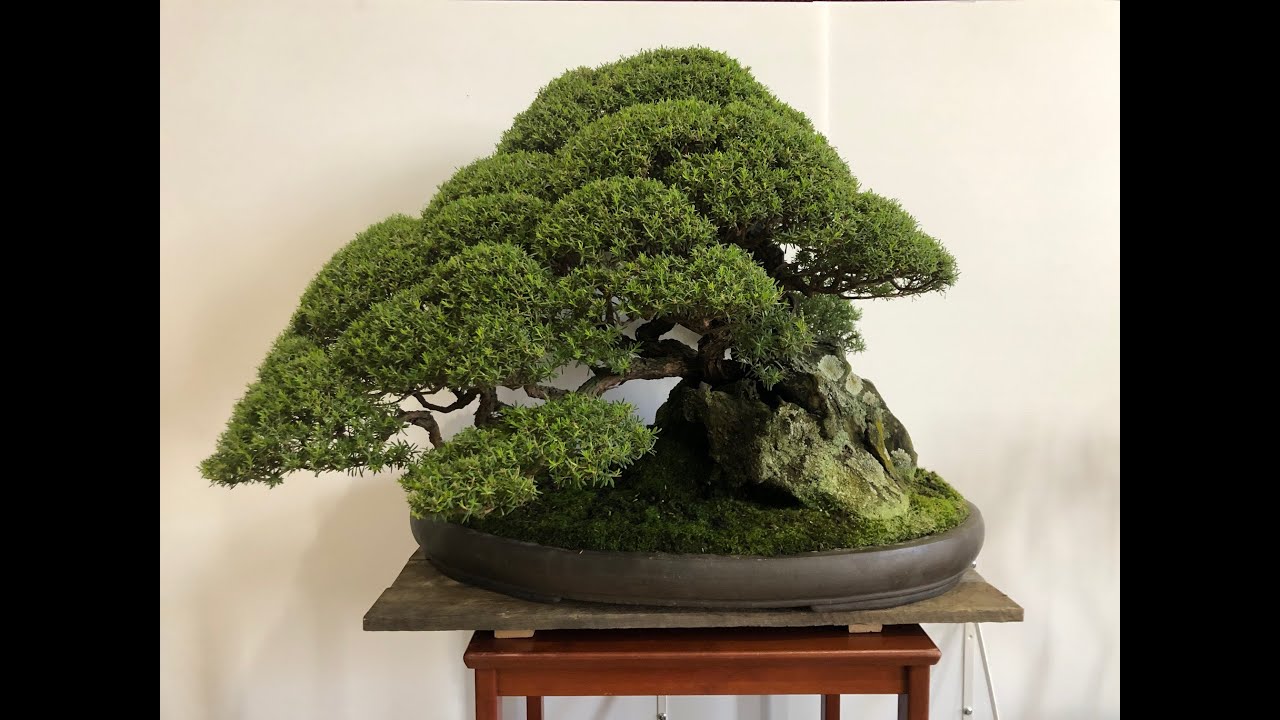 Bonsai Exhibition - Victorian Native Bonsai Club Exhibition - Melbourne March 2022