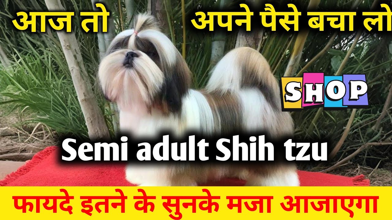 SEMI ADULT SHIH TZU | TRI COLOR SHIH TZU FOR SALE | Shih tzu Puppies