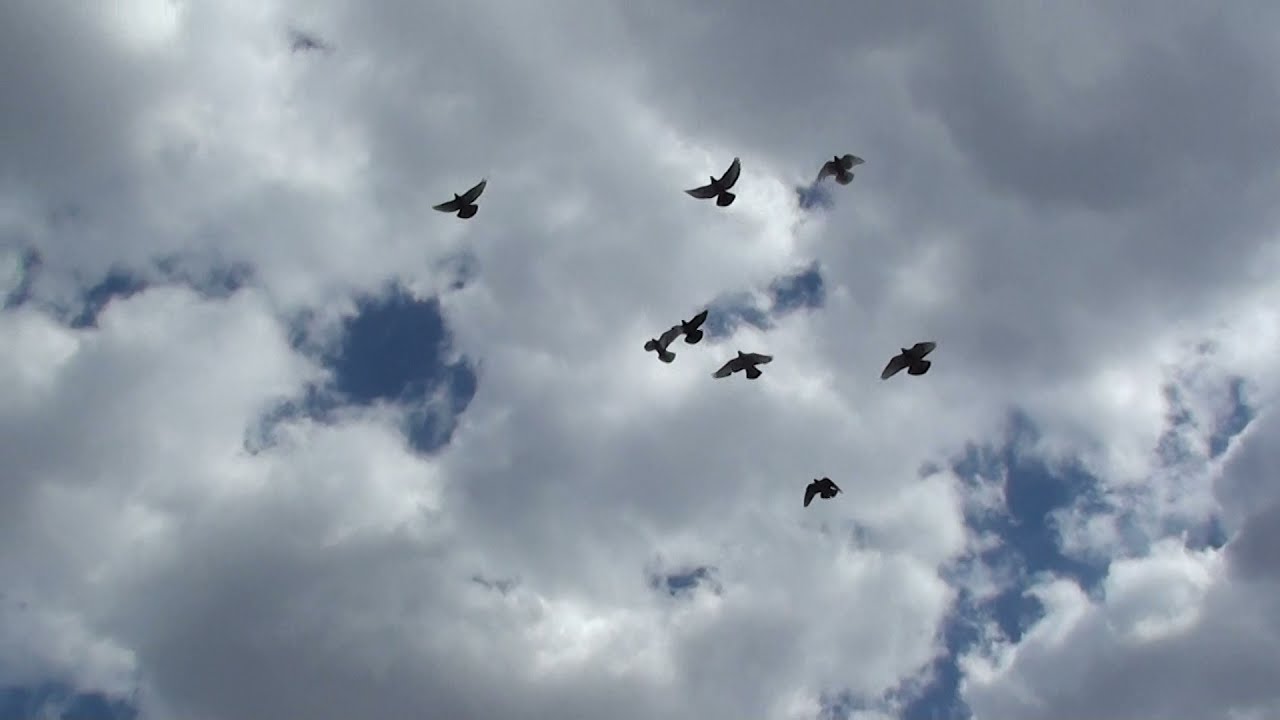 PIGEON. ГОЛУБИ. ПРОФИЛАКТИКА ПЕРОЕДА И ДРУГИХ ПАРАЗИТОВ!!!