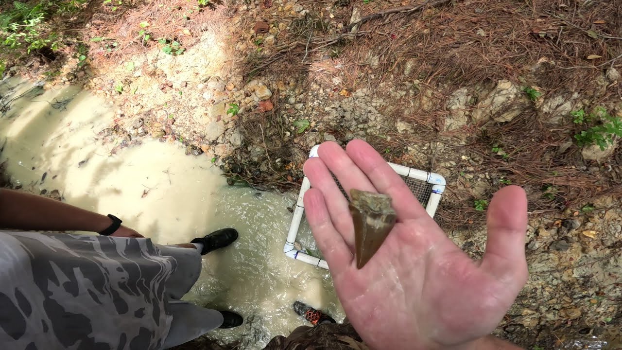 Shark Tooth Hunting in South Carolina Creek