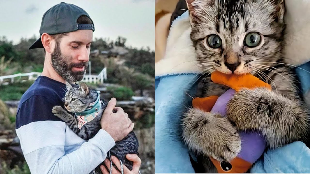 Husband Who Only Liked Dogs Becomes Dedicated Cat Dad 🥹