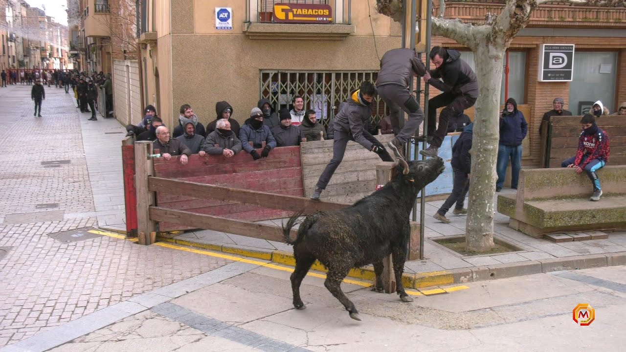 Tv Aldeanueva de Ebro - 06/01/2026 - Resumen Encierro Gan. Bretos Fernández.