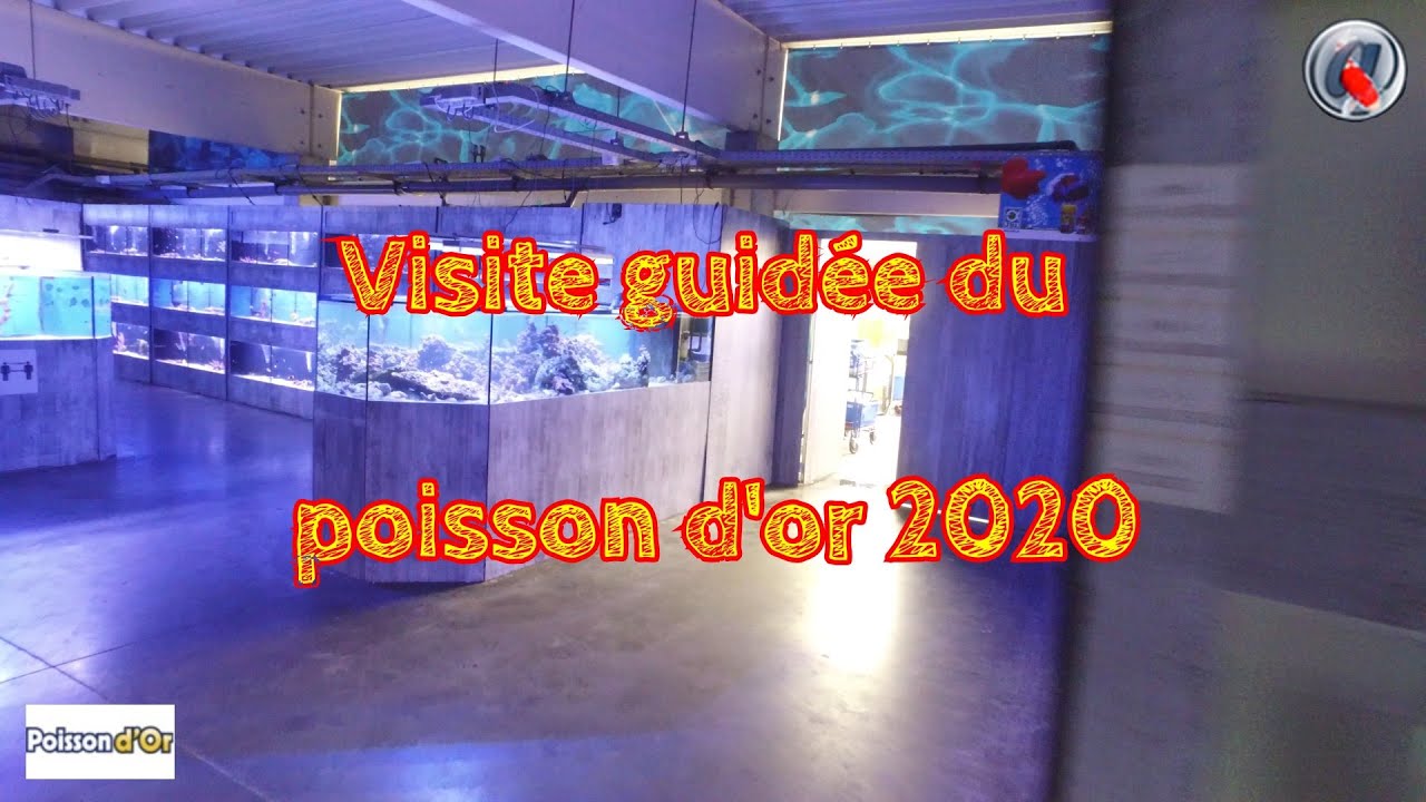 Visite guidée du poisson d'or 2020
