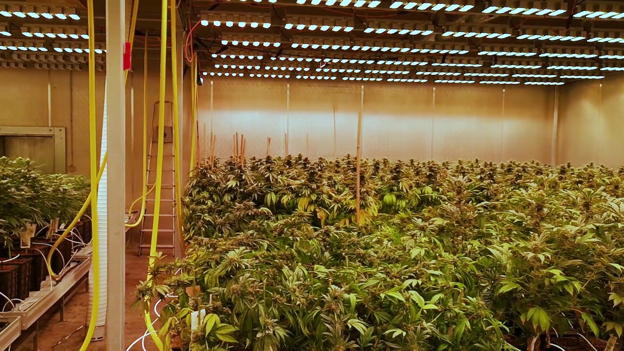 200m&sup2; Indoor growing area using SANlight LED Q6W