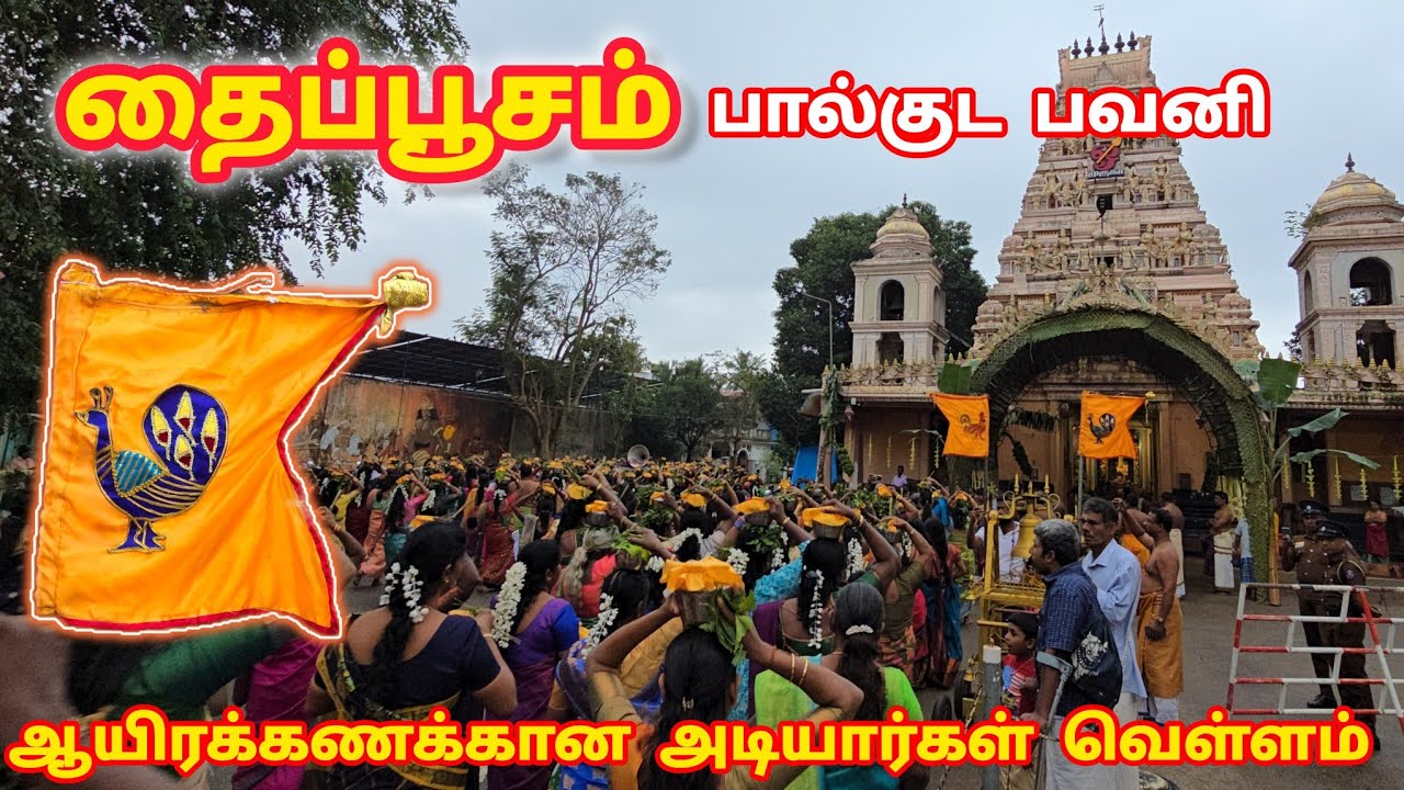தைப்பூசம் 2026 | கொட்டும் மழையில் பால்குட பவனியில் நிகழ்ந்த அற்புதம் #thaipoosam 