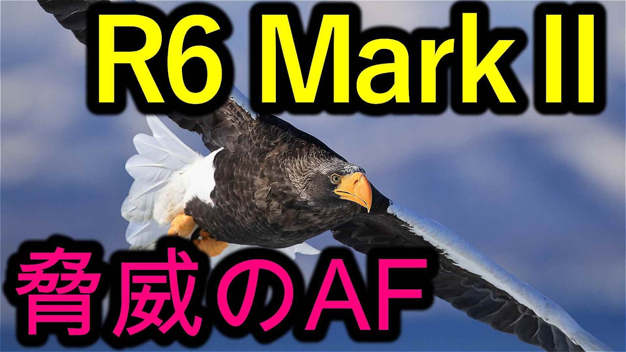 R6MarkⅡ、驚異のAF！