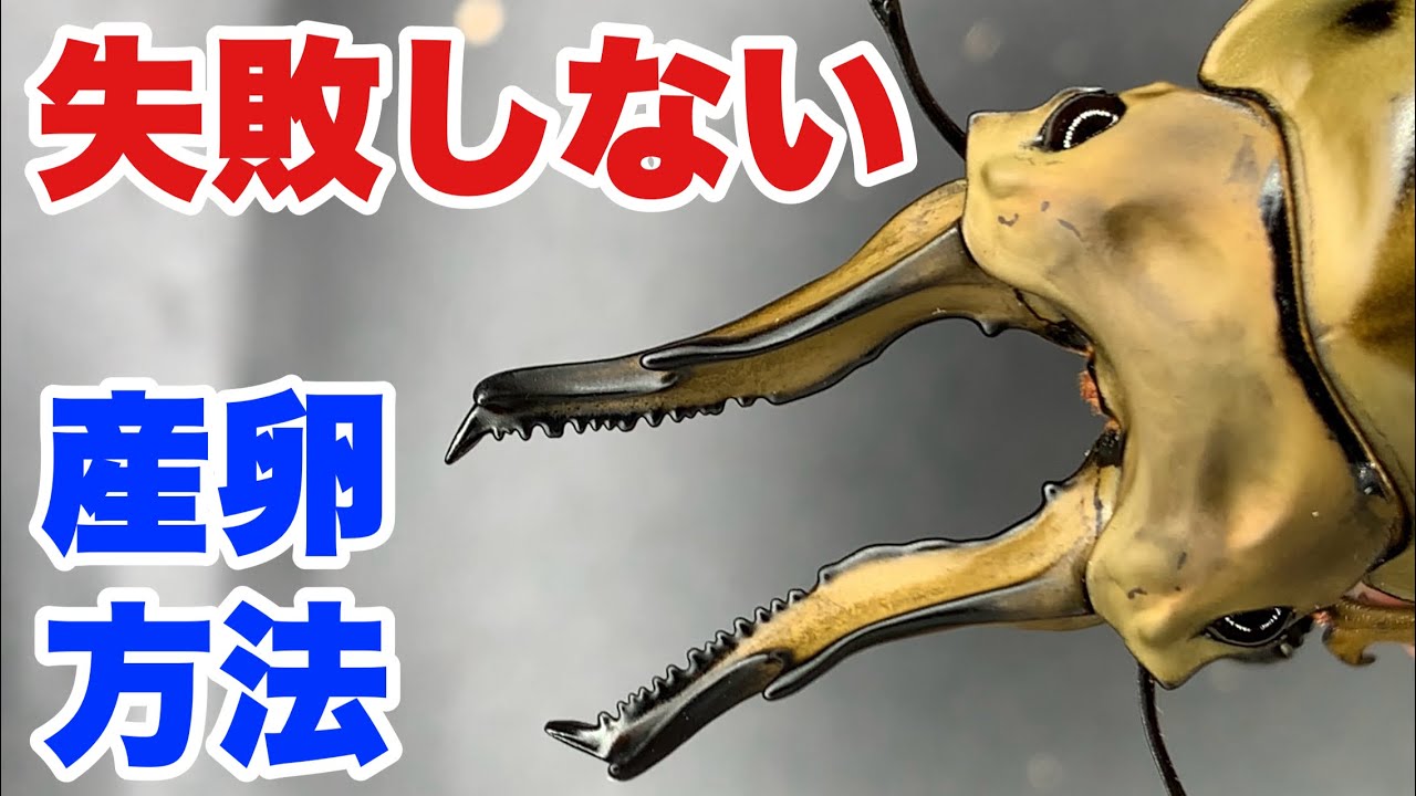 【最新版】ババオウゴンオニの産卵方法！上級者のマル秘テクを紹介‼︎