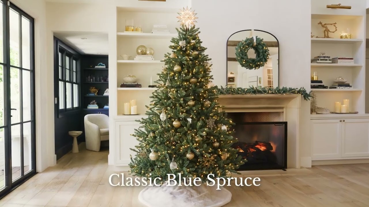 Meet the Classic Blue Spruce #christmastree 🎄 #balsamhillcanada