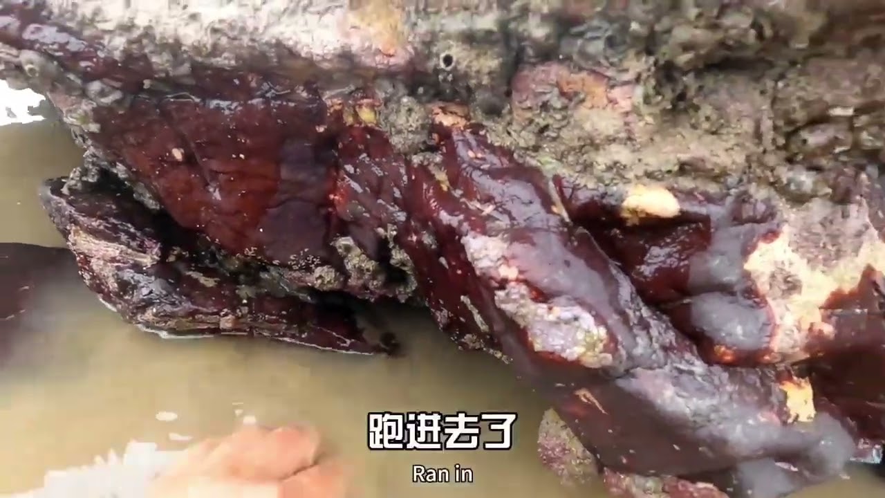 成群大鱼搁浅大水坑，三兄弟抓得根本停不下来，今天又大赚了一笔 #赶海 #渔戈兄弟#2023新农人计划