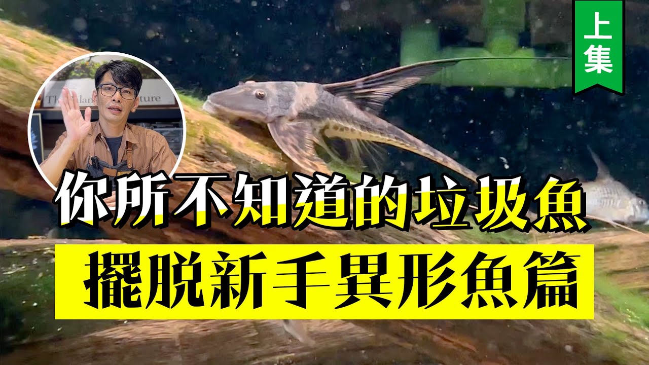 你所不知道的「垃圾魚」!擺脫新手【異形魚篇】---上集