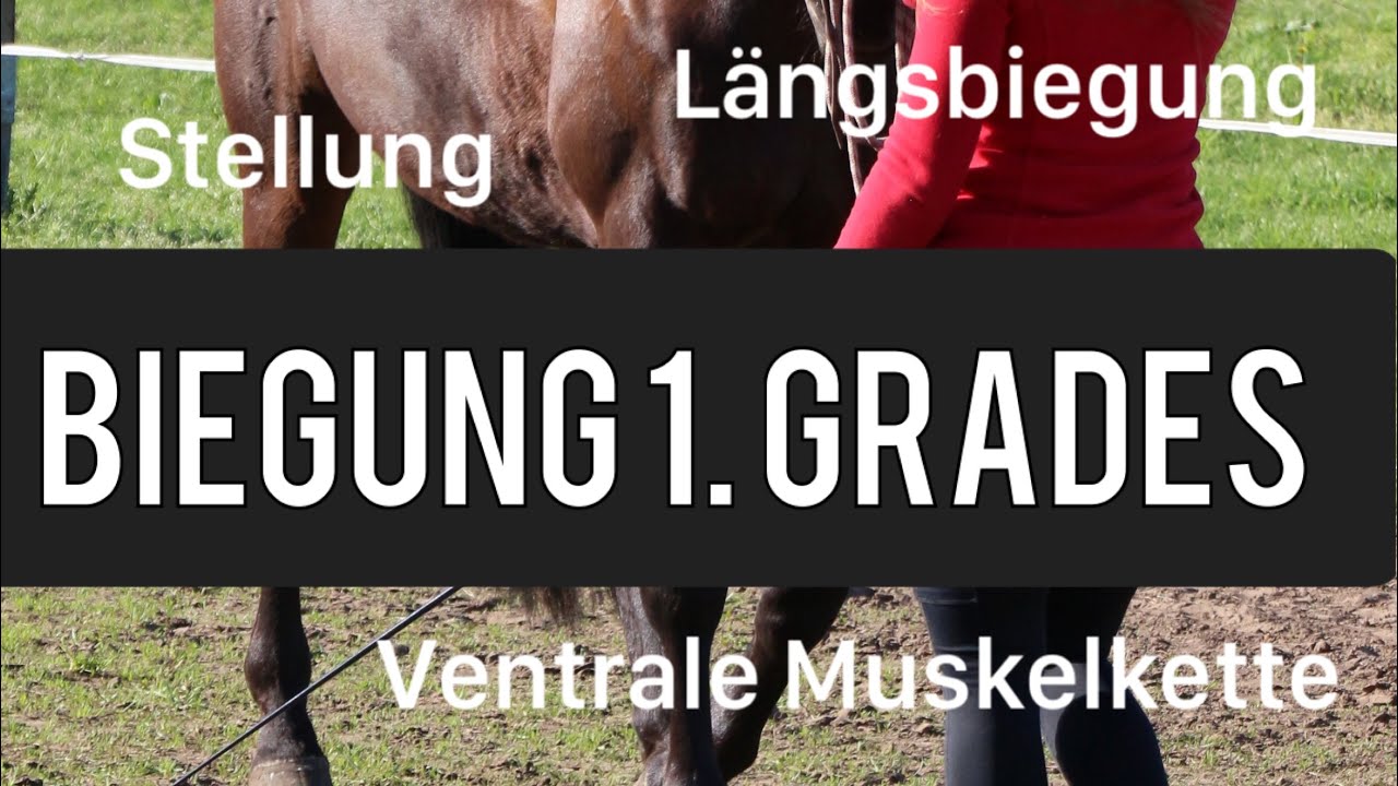 Was ist Schulterherein? Was ist Biegung? Schulterherein lernen Part 1!