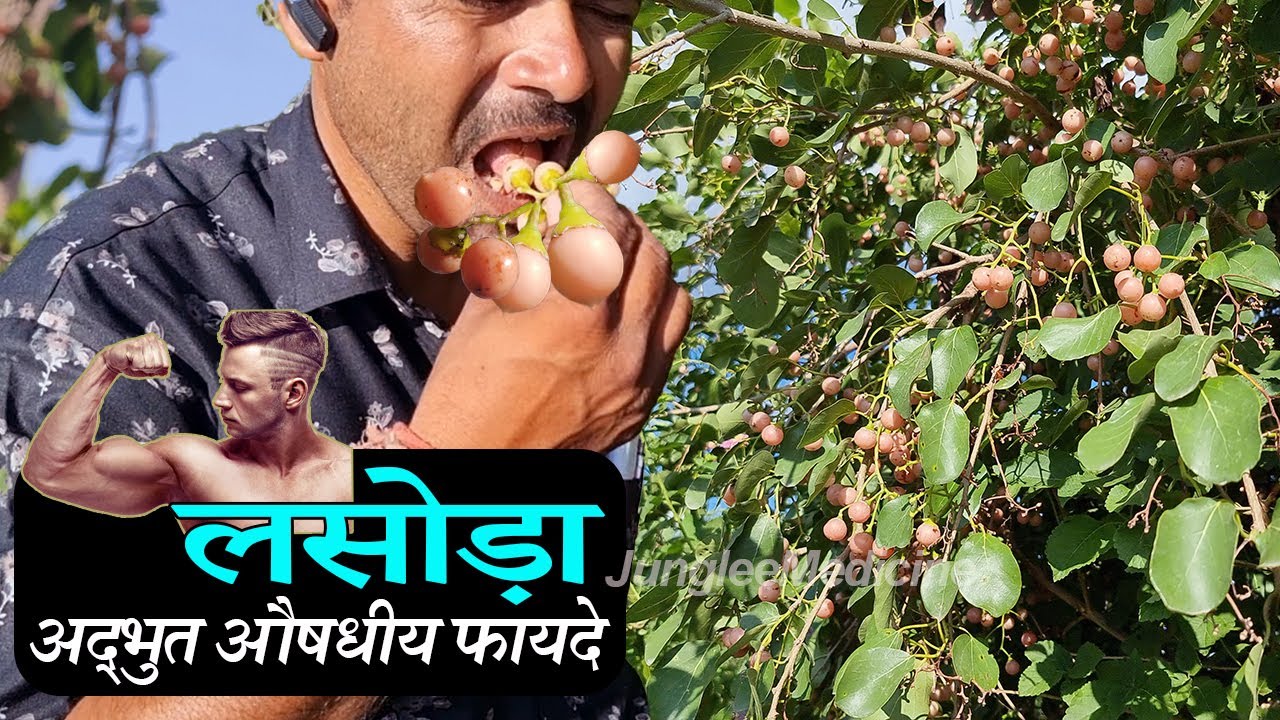 लाखों रुपए की दवा भी इसके आगे फेल है लसोड़ा के फायदे और पहचान Lasoda ke Fayde Cordia dichotoma