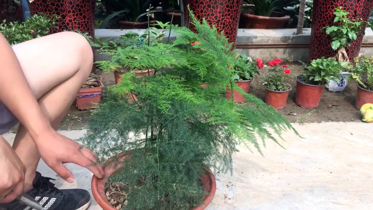 【小花匠】简单几刀，让文竹造型美观，枝叶清秀