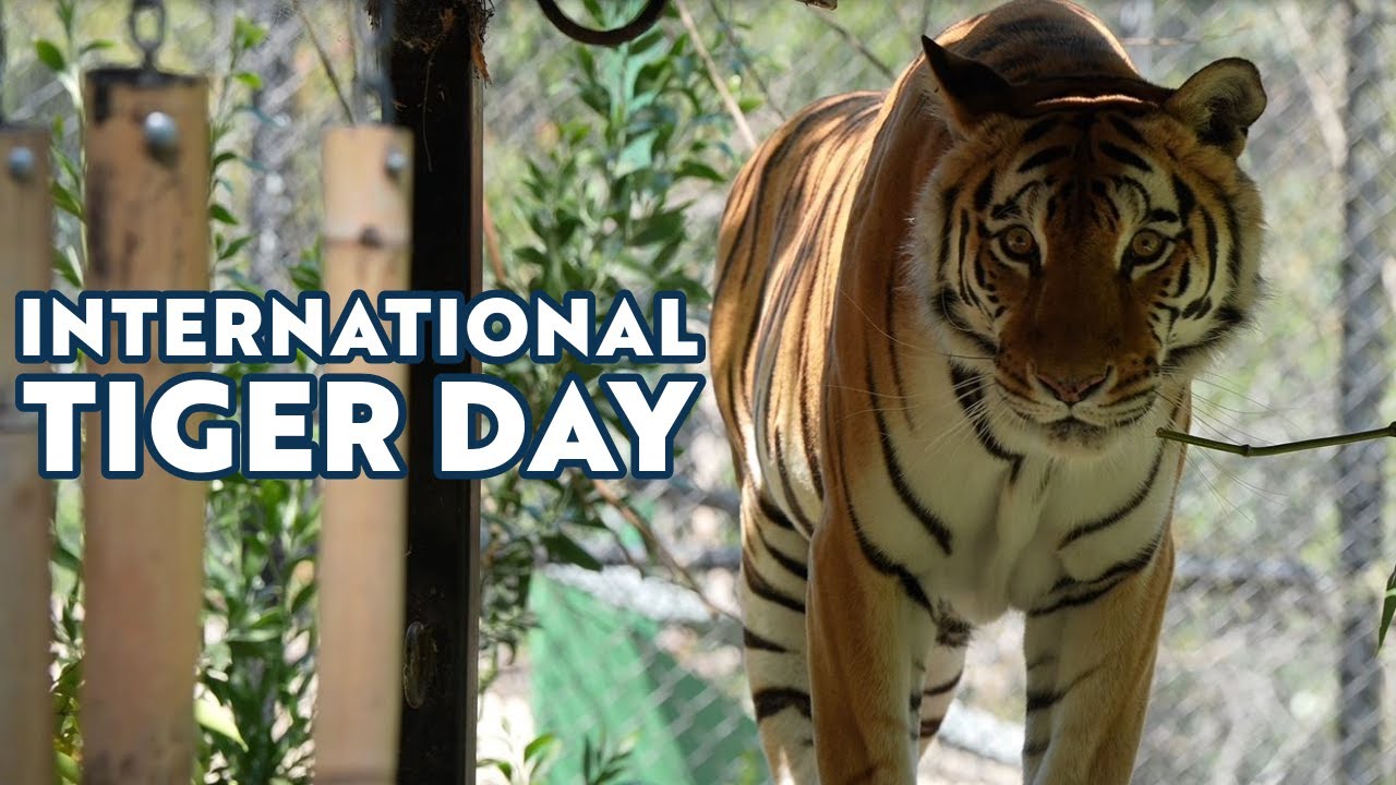 International Tiger Day