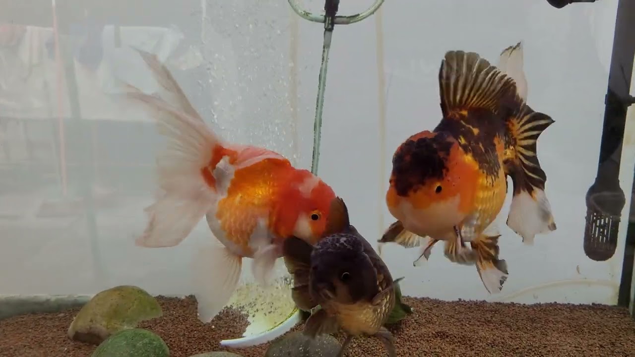 ARTEMIA PARA GOLDFISH
