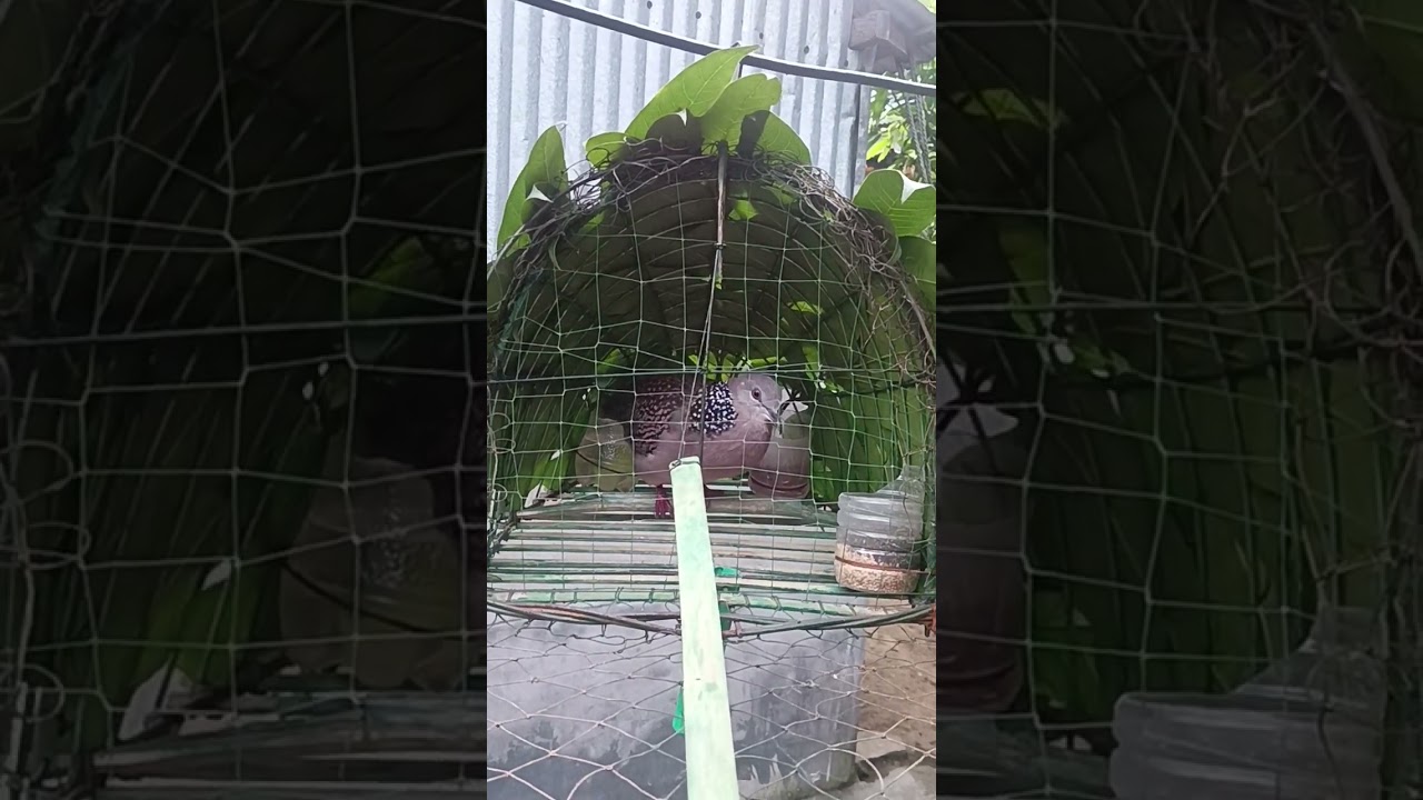 ঘুঘু পাখির ডাক ভিডিও 