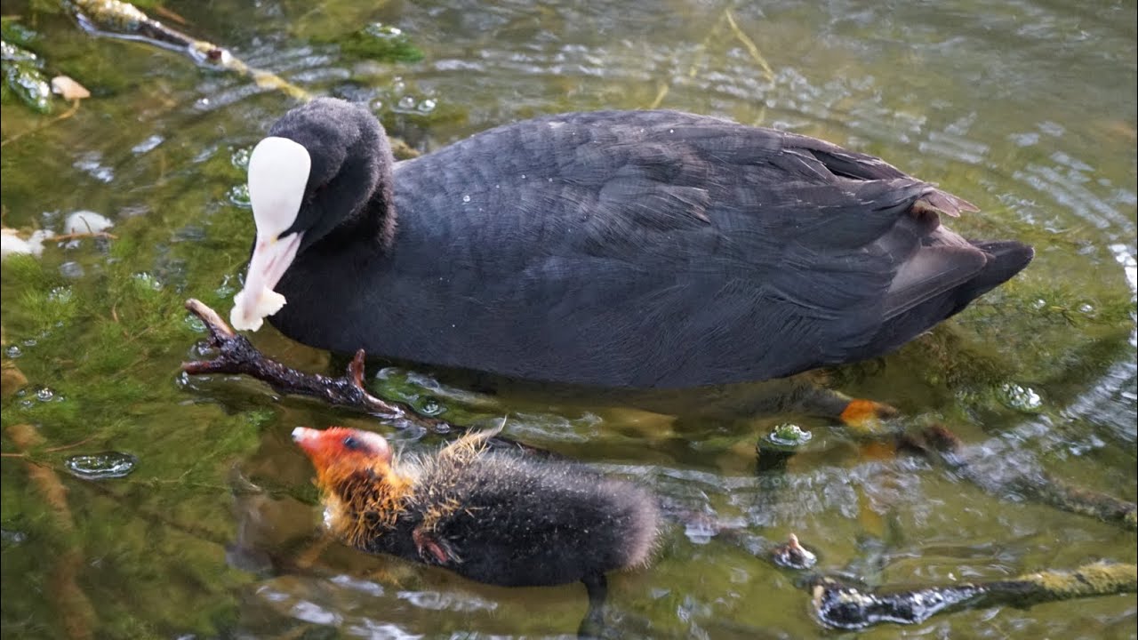 Wild Eurasian Coot With Its Babies Part 2 - Nomad Nature