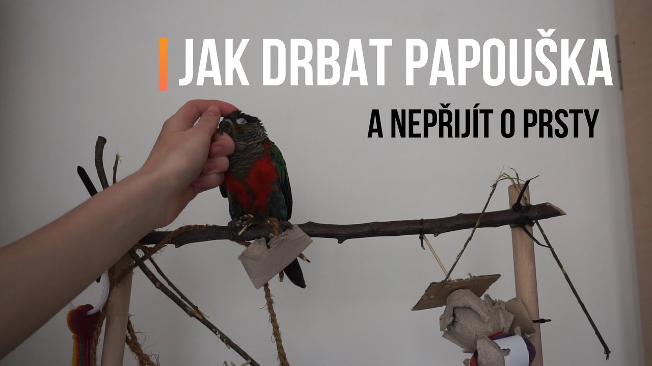 Jak drbat papouška a nepřijít o prsty