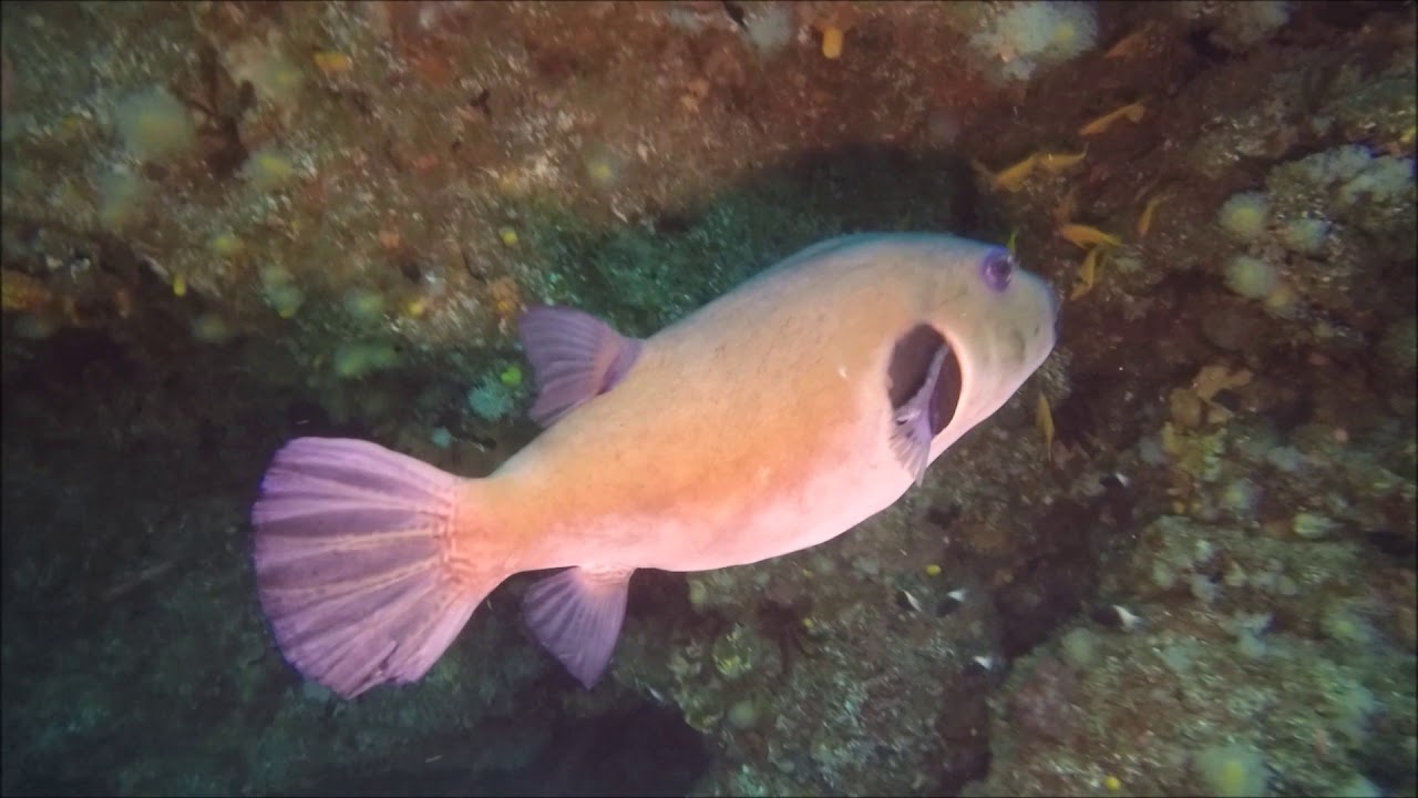 Buceando en Umkomaas, Sudáfrica  Con Agulhas House and Dive Center 2018