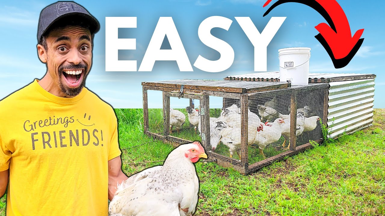 SUPER EASY Small Scale Chicken System