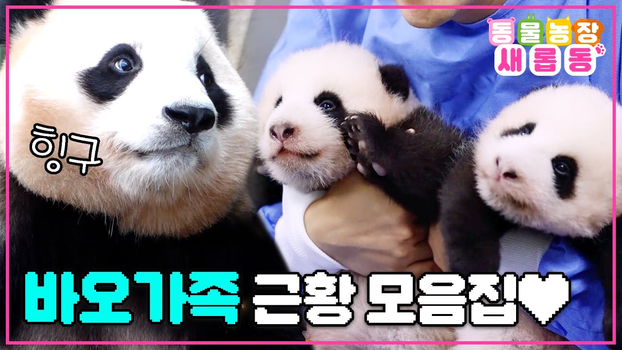 [#새롭동물농장] 바오가족이 돌아왔바오🐼 푸질머리 푸공주💗와 아이바오 루이바오 후이바오 바오가족의 근황 모음집/EP.1142 #TV동물농장 #AnimalFarm #SBSstory