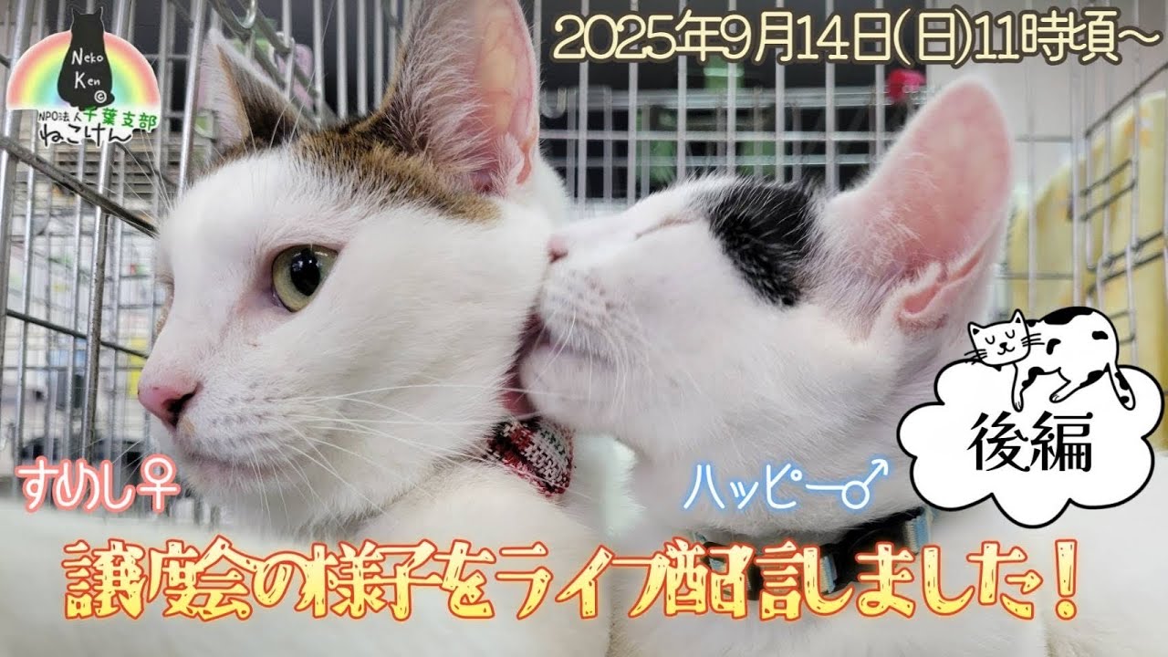 ねこけん千葉チャンネル がライブ配信中！