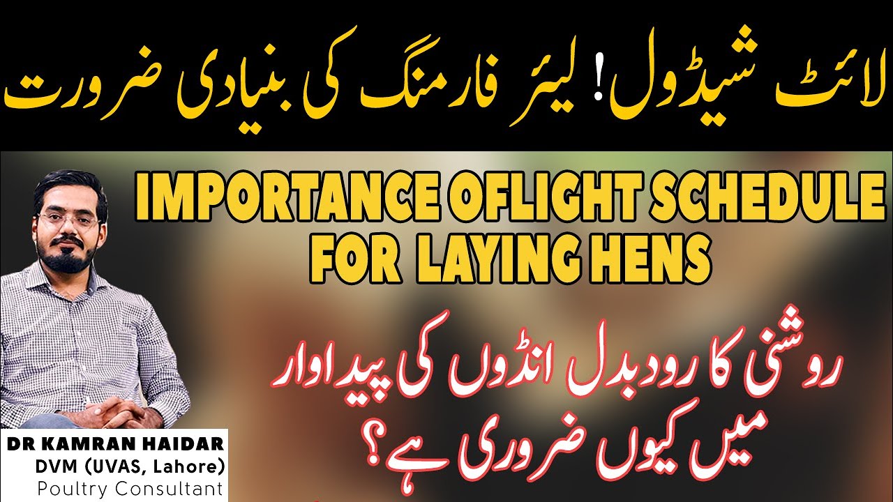 Layer Chicken Light Schedule | Importance & Light Schedule for Day Old Chicks, Pullets & Laying Hens