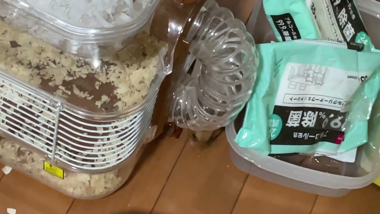 ハムスターの散歩