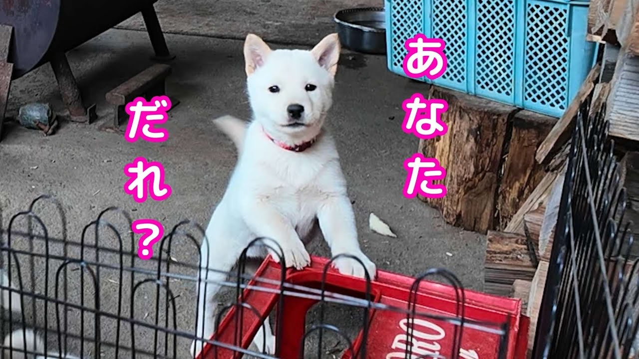 【恐怖の夜鳴き】柴犬？アイヌ犬の子犬がやってきた日。命名おもち♀