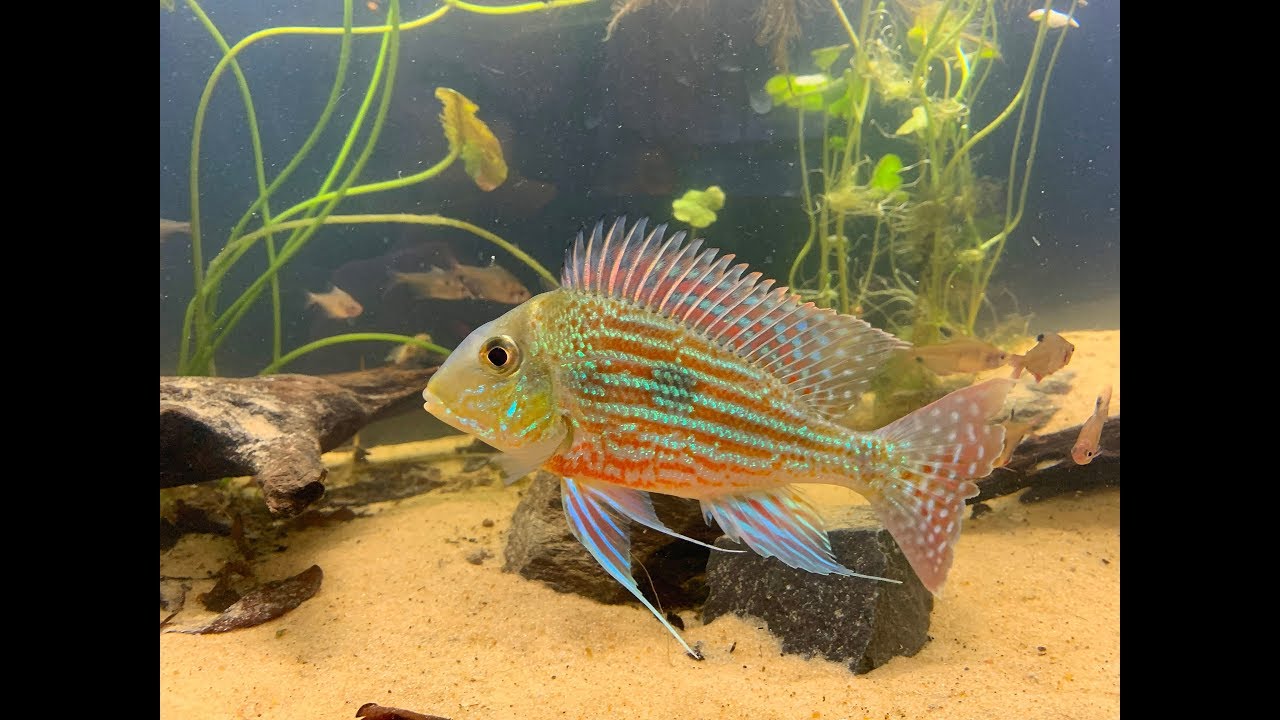 Geophagus sveni biotope