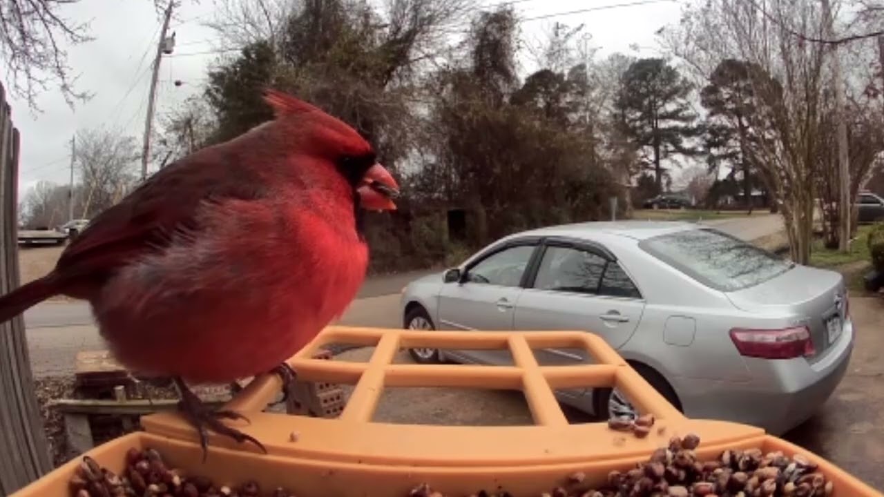 Bird feeder camera and some easy listening jazz 