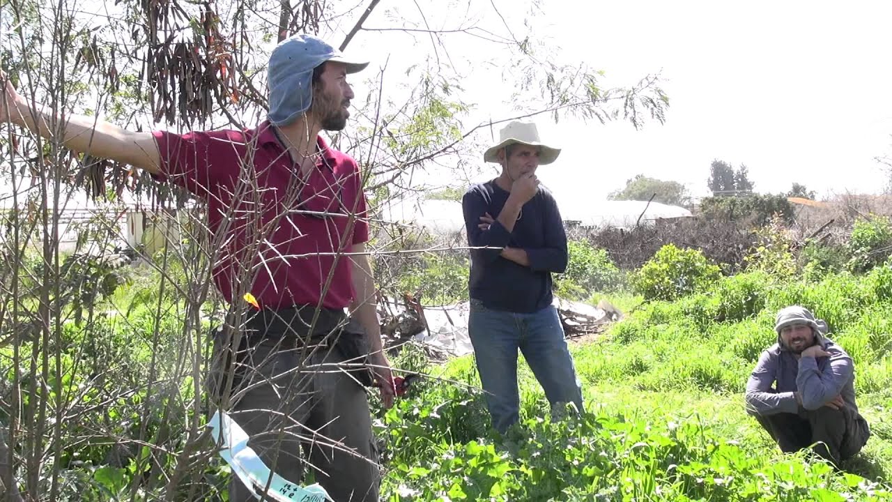 בחירת ענפים לייחורים מעץ רימון (קורס עומק, יער מאכל קדרון)
