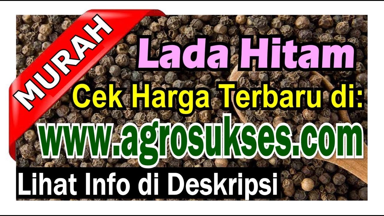 |Update 2024| Jual Lada Hitam, Harga Murah Kualitas Oke