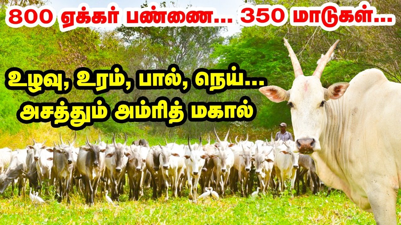 குதிரைகளை விஞ்சும் நாட்டு மாடு | அம்ரித் மகால் | Amrith mahal cattle Farm | karnataka
