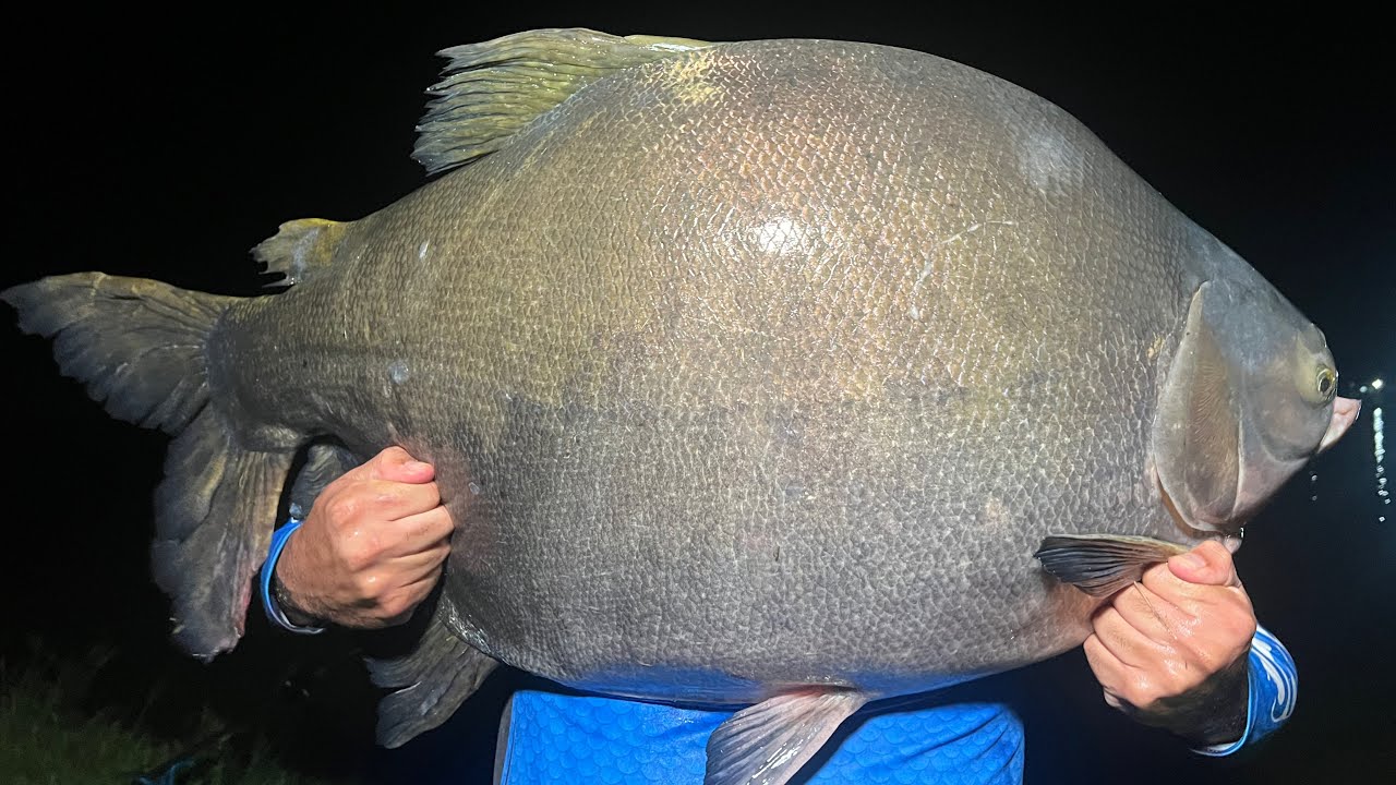 NUNCA VI ESSE SISTEMA PEGAR TANTO PEIXE GRANDE / PESQUEIRO DO TONHÃO
