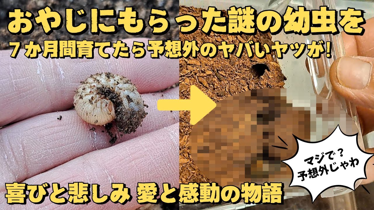 おやじにもらった謎の幼虫を７か月間育てたら予想外の昆虫が羽化してビックリ！