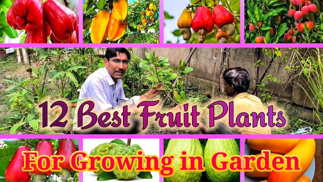 How I grown 12 Best Varieties of Fruit Plants in my Garden