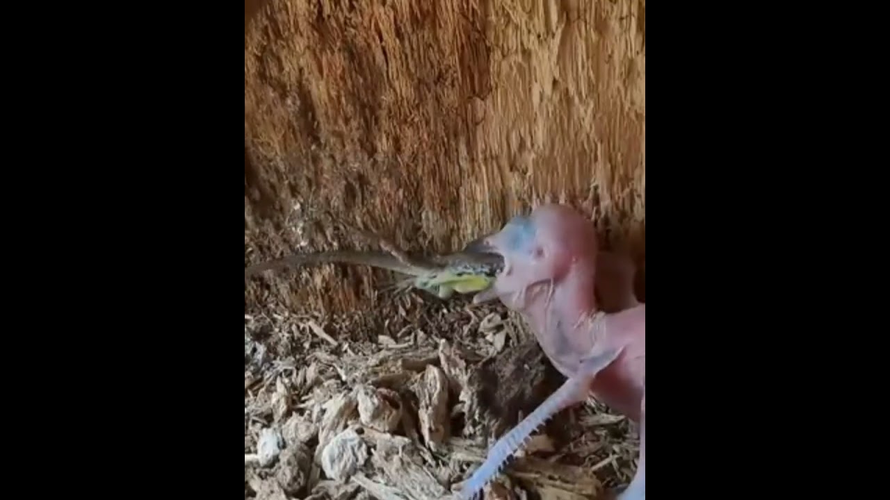 Kingfisher Birds Baby Eating big big